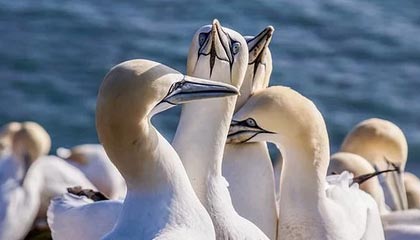 糖心vlog科普：花絮背后5大爆点